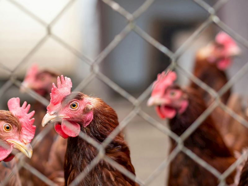 Protecting Your Poultry From Avian Influenza This Winter